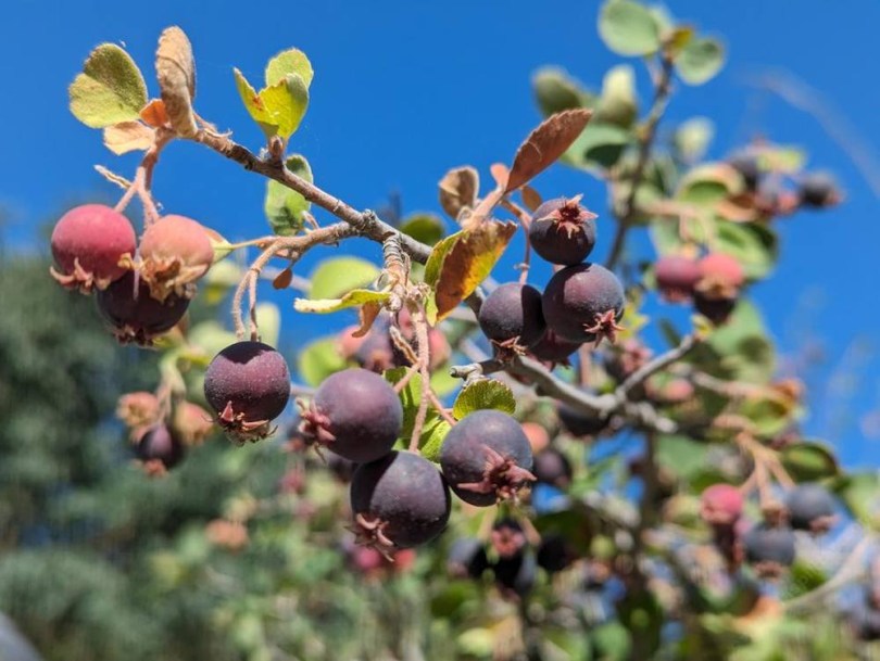 Utahi fanyarka - Amelanchier utahensis, Amelanchier utahensis, fagytűrő, télálló, gyümölcs